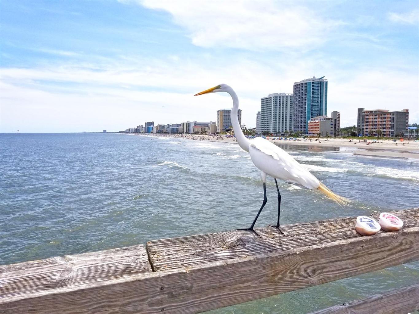 7Th Floor! Modern Building, Direct Oceanfront View Myrtle Beach Exterior foto